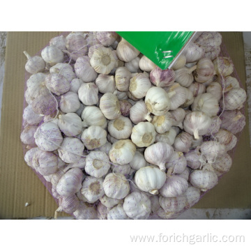 Size 5.0cm Regular White Garlic